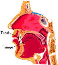 [talekursus del 1 - tand for tunge]